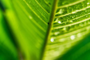 Makro yakın plan Güzel taze yeşil yaprak Sabah güneş ışığı arkaplanı ile su damlası.