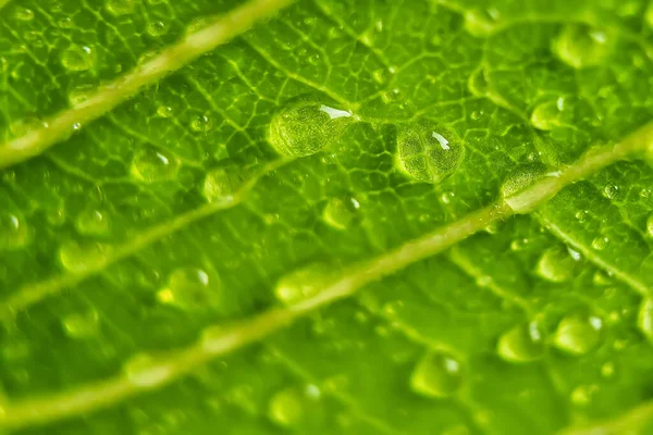 Makro Detailní Záběr Krásné Čerstvé Zelené Listy Kapkou Vody Ranním — Stock fotografie