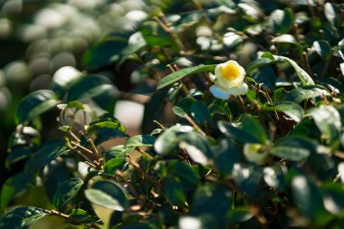 Çay bitkisinin çiçeği (Kamelya sinensis)