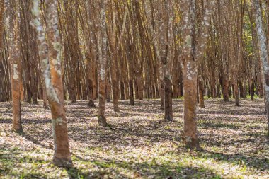 Kauçuk ağacı kauçuk orman arka planda. Sarı ve yeşil yaprakları ile yağmur mevsimi lastik ormanda