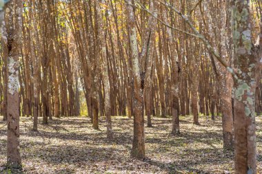 Kauçuk ağacı kauçuk orman arka planda. Sarı ve yeşil yaprakları ile yağmur mevsimi lastik ormanda