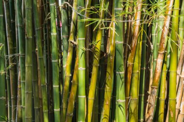 Bambu arka plan, güzel arka plan, yeşil arkaplan