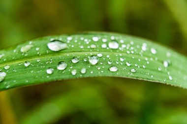 Makro yakın plan Güzel taze yeşil çimenler Sabah güneş doğası arka planında bir damla su.