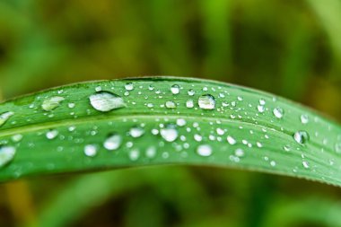 Makro yakın plan Güzel taze yeşil çimenler Sabah güneş doğası arka planında bir damla su.