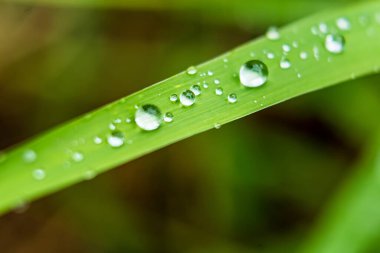 Makro yakın plan Güzel taze yeşil çimenler Sabah güneş doğası arka planında bir damla su.