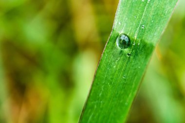 Makro yakın plan Güzel taze yeşil çimenler Sabah güneş doğası arka planında bir damla su.
