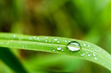 Makro yakın plan Güzel taze yeşil çimenler Sabah güneş doğası arka planında bir damla su.