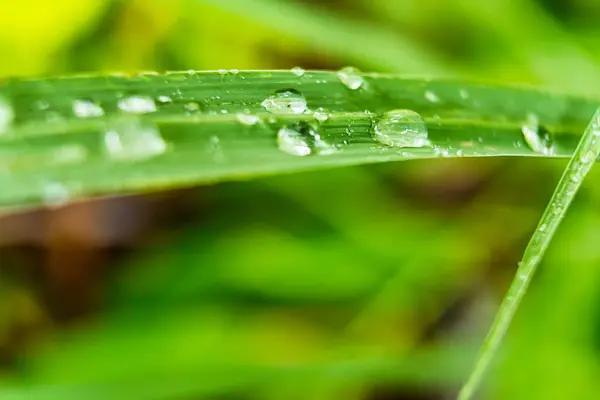 晨阳背景下美丽鲜绿草叶的宏观特写 — 图库照片