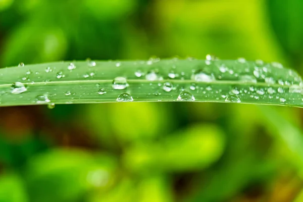 Macro Closeup Grama Verde Fresca Bonita Com Gota Água Sol — Fotografia de Stock