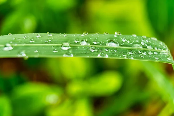 Macro Closeup Grama Verde Fresca Bonita Com Gota Água Sol — Fotografia de Stock