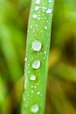 Makro yakın plan Güzel taze yeşil çimenler Sabah güneş doğası arka planında bir damla su.