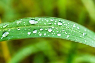 Makro yakın plan Güzel taze yeşil çimenler Sabah güneş doğası arka planında bir damla su.