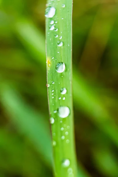 晨阳背景下美丽鲜绿草叶的宏观特写 — 图库照片