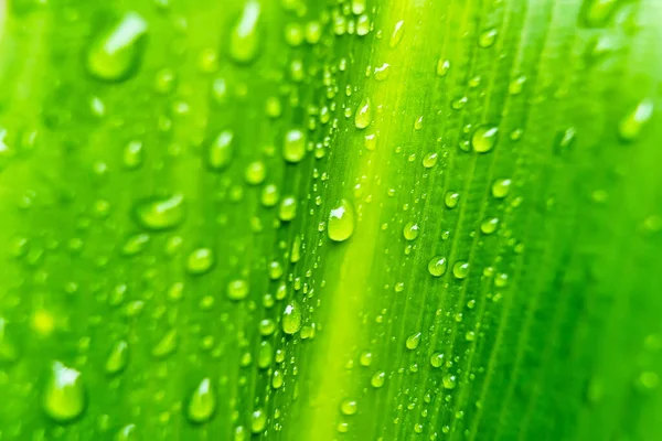 Macro Closeup Beautiful Fresh Green Leaf Drop Water Rain Morning — Stock Photo, Image
