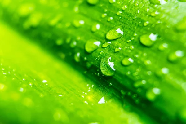 Macro Primer Plano Hermosa Hoja Verde Fresca Con Gota Agua — Foto de Stock