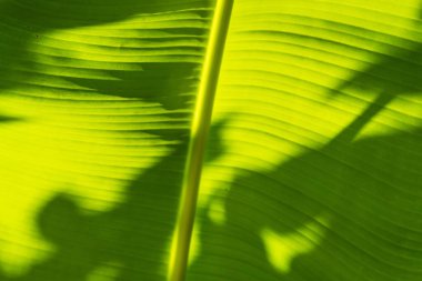 Muz yaprağının üzerindeki palmiye yaprağının gölgesi.