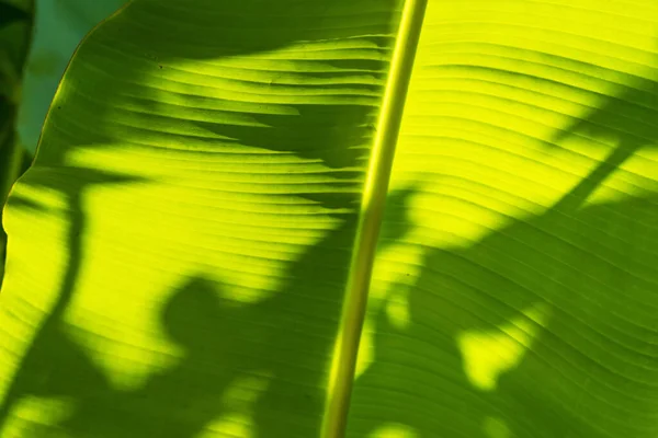 Sombra Hoja Palma Sobre Hoja Plátano — Foto de Stock