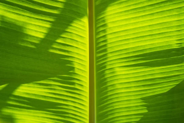 Sombra Hoja Palma Sobre Hoja Plátano — Foto de Stock