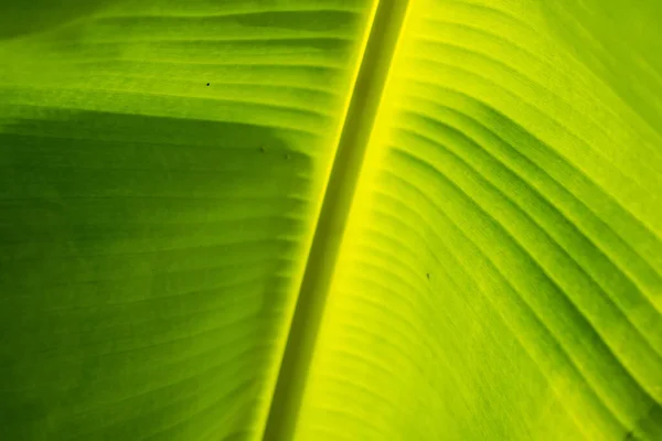 Sombra Hoja Palma Sobre Hoja Plátano — Foto de Stock