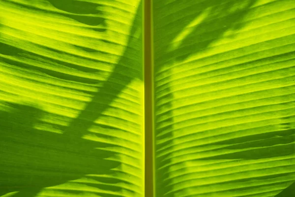 Ombre Feuille Palmier Sur Feuille Banane — Photo