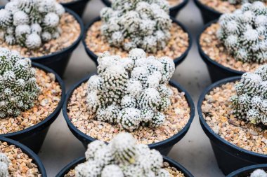 Çiçek saksısında kaktüs var. Arka plan ve doku için güneş ışığı var..