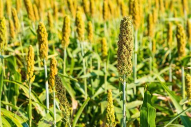 Manzara, olgunlaşmış kırmızı tarlaların hasat edilmeyi beklediğini gösteriyor.