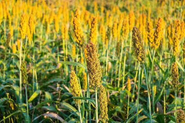 Manzara, olgunlaşmış kırmızı tarlaların hasat edilmeyi beklediğini gösteriyor.