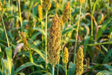 Manzara, olgunlaşmış kırmızı tarlaların hasat edilmeyi beklediğini gösteriyor.