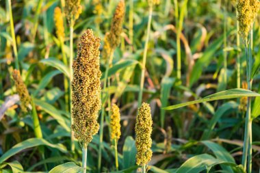 Manzara, olgunlaşmış kırmızı tarlaların hasat edilmeyi beklediğini gösteriyor.