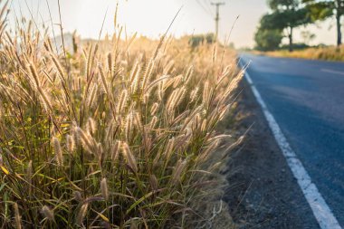 Yol kenarındaki çim çiçekleri Sabah güneşiyle