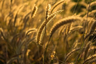 Yol kenarındaki çim çiçekleri Sabah güneşiyle
