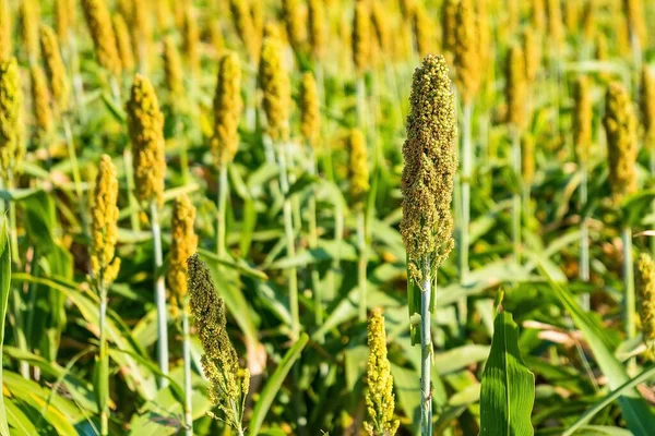 Manzara, olgunlaşmış kırmızı tarlaların hasat edilmeyi beklediğini gösteriyor.