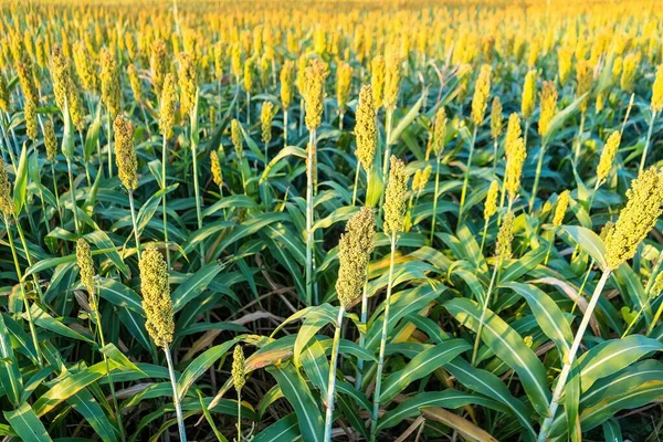 Manzara, olgunlaşmış kırmızı tarlaların hasat edilmeyi beklediğini gösteriyor.