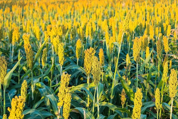 Manzara, olgunlaşmış kırmızı tarlaların hasat edilmeyi beklediğini gösteriyor.