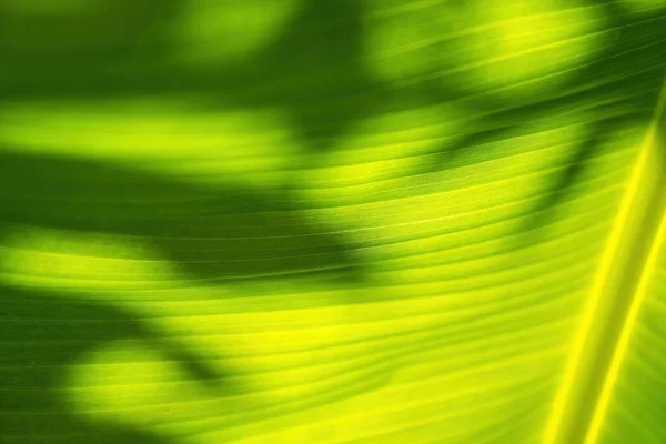 Hoja Sombra Sobre Hoja Plátano — Foto de Stock