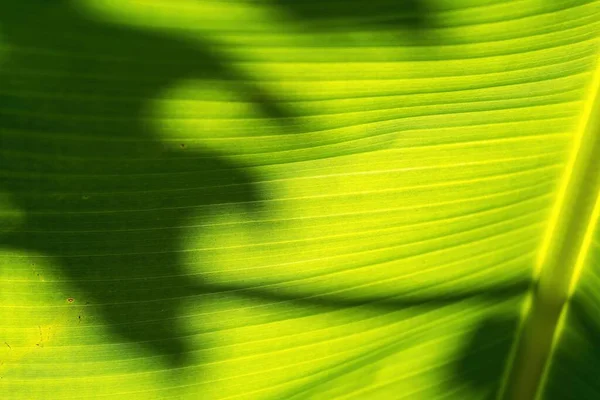 Feuille Ombre Sur Feuille Banane — Photo