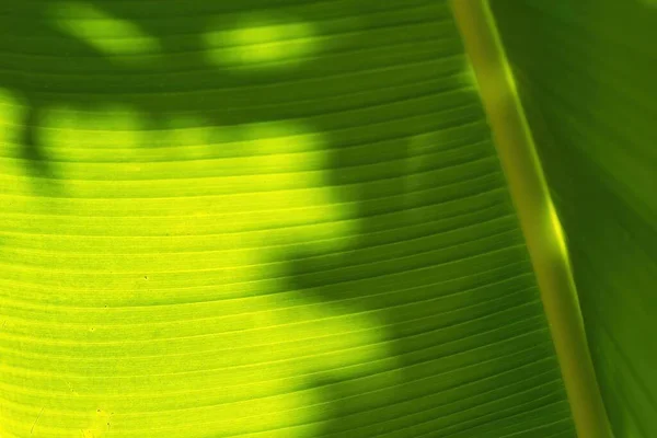 Shadow Leaf Banana Leaf — Stock Photo, Image