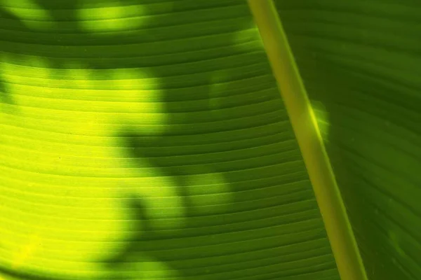 Hoja Sombra Sobre Hoja Plátano — Foto de Stock