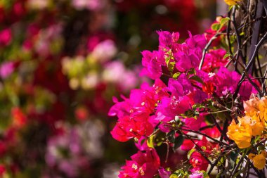 Tropiklerde pembe kırmızı ve mor çiçekli büyük buganvilleler.