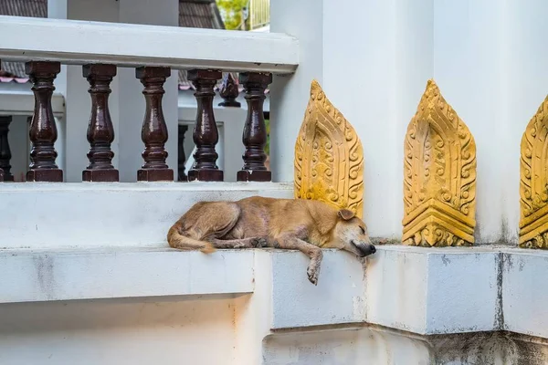 Пташки Сплять Тайському Храмі — стокове фото