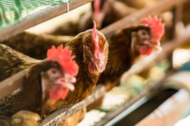 Evin arkasında tavuk ve yumurta çiftliği var. Küçük tavuk çiftliği. Satılık yumurta toplayın. Covid-19 ekonomik döneminde her gün para kazanmak. Aile için para ve yemek kazan..