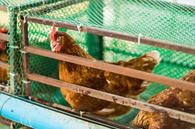 Evin arkasında tavuk ve yumurta çiftliği var. Küçük tavuk çiftliği. Satılık yumurta toplayın. Covid-19 ekonomik döneminde her gün para kazanmak. Aile için para ve yemek kazan..