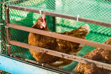 Evin arkasında tavuk ve yumurta çiftliği var. Küçük tavuk çiftliği. Satılık yumurta toplayın. Covid-19 ekonomik döneminde her gün para kazanmak. Aile için para ve yemek kazan..