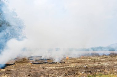 Tayland 'da pirinç tarlasında saman yakmak.