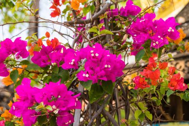 Tropiklerde pembe kırmızı ve mor çiçekli büyük buganvilleler.