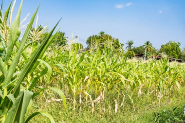 Mısır tarlasına yakın mısır koçanı ve mısır sapında yetişen ipek. Ekin sağlığı, tozlaşma ve döllenme kavramı