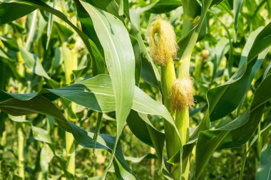 Mısır tarlasına yakın mısır koçanı ve mısır sapında yetişen ipek. Ekin sağlığı, tozlaşma ve döllenme kavramı