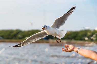 Samut Prakan, Tayland 'da insan elinden yemek yiyen martılar..
