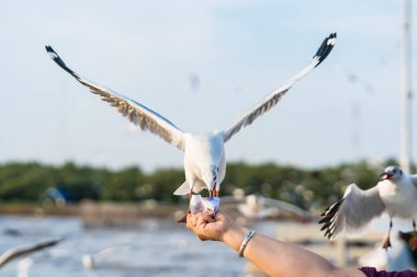 Samut Prakan, Tayland 'da insan elinden yemek yiyen martılar..