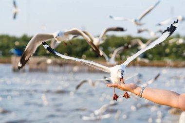 Samut Prakan, Tayland 'da insan elinden yemek yiyen martılar..